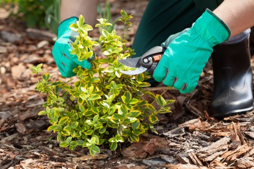 Garden clearance and planting estimate for a mixed-use Bethnal Green site